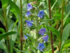 Echium vulgareSlangekruid  bestellen